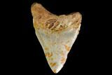 Fossil Megalodon Tooth - North Carolina #147533-2